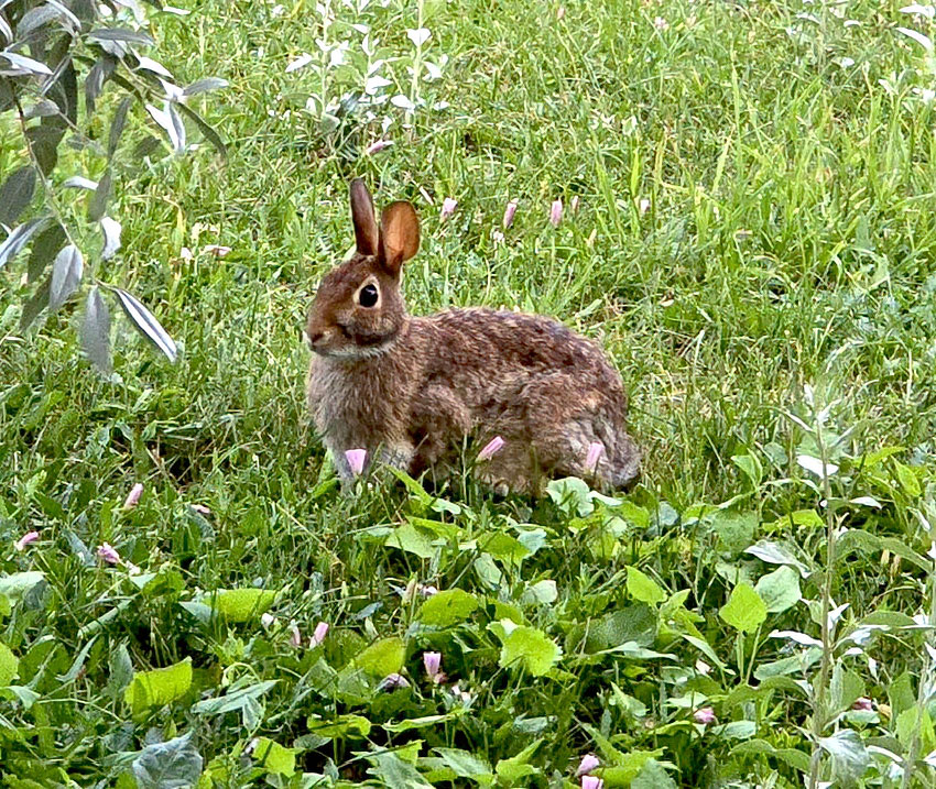 Un lapin dans la verdure du quartier Bois Franc